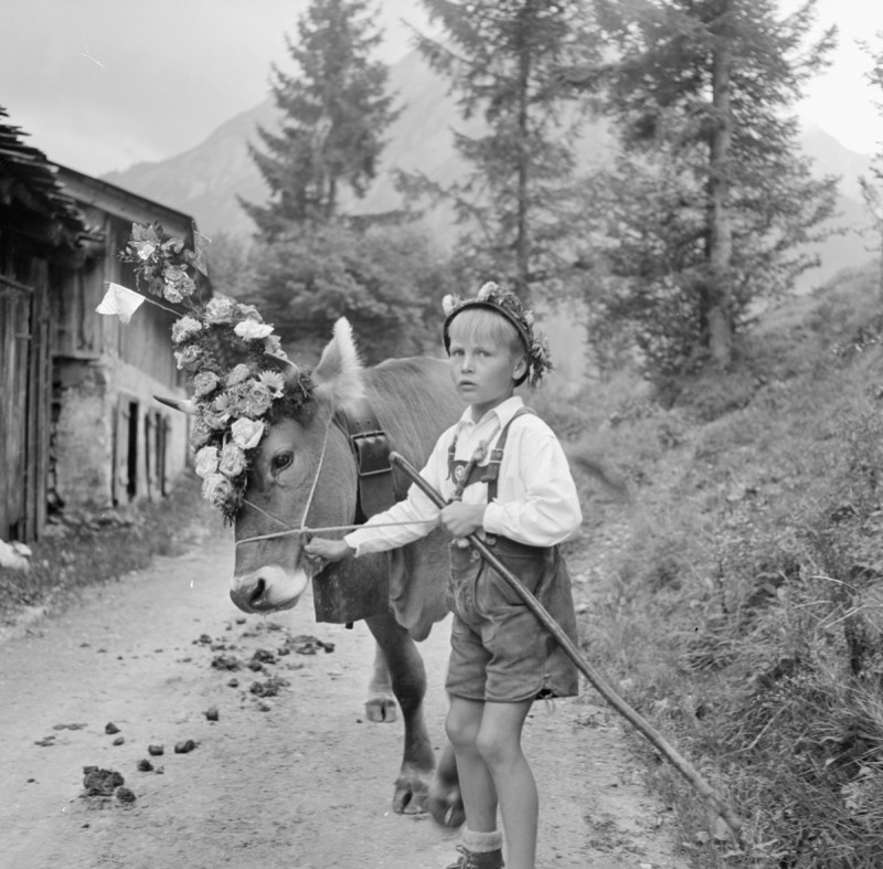 Hirtenjunge mit Kranzkuh, 1950