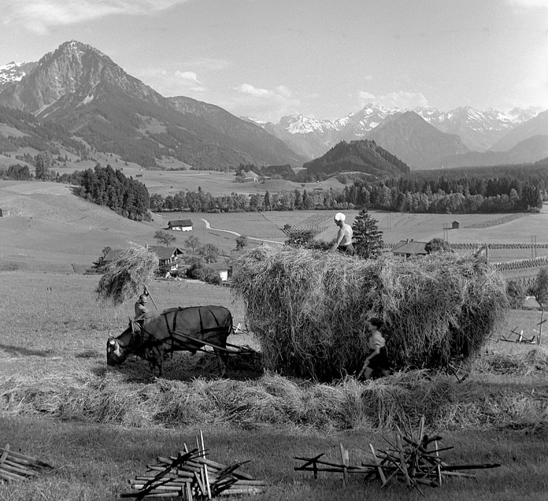 Heuernte mit Kuh, 1938