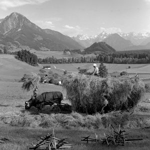 Heuernte mit Kuh, 1938