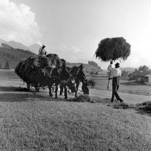Heuernte mit Pferden, 1938