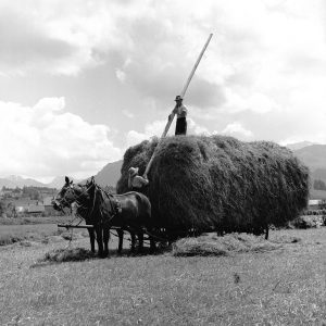 Heuernte unter Männern, 1939