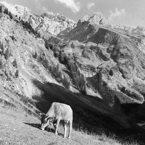 Martha beim Weiden, 1940