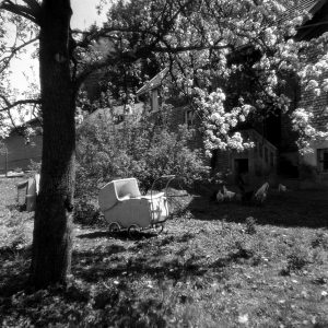 Nostalgie unter blühendem Baum, 1949