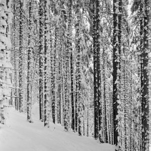 Winterlicher Zauberwald, 1952