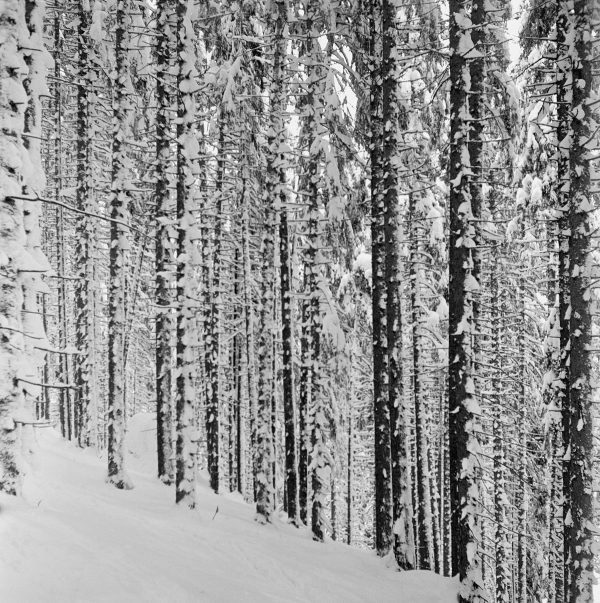 Winterlicher Zauberwald, 1952
