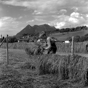 Junge bei der Heuernte, 1956