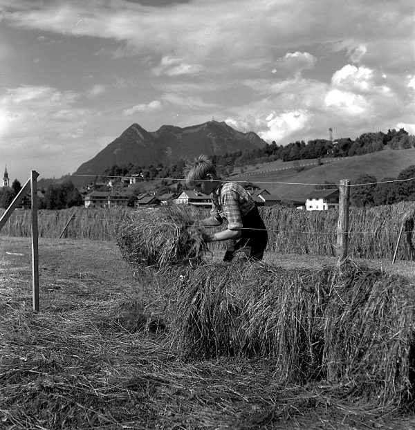 Junge bei der Heuernte, 1956